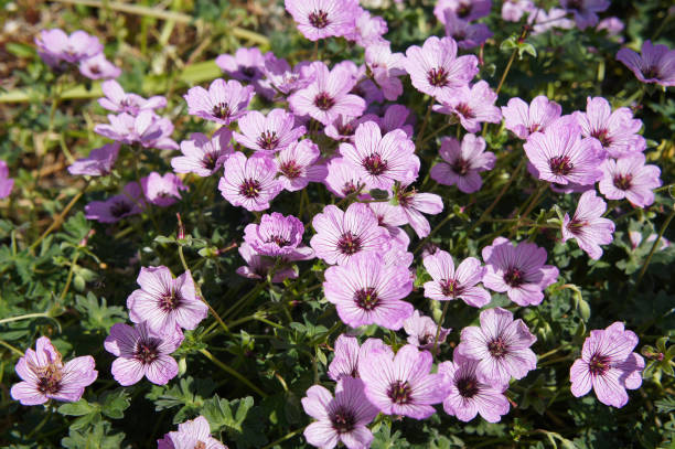 istock Geranium cinereum or ashy cranesbill many pale pink flowers 1005153324