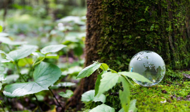 istock Glass globe on the mossy land 1005158416