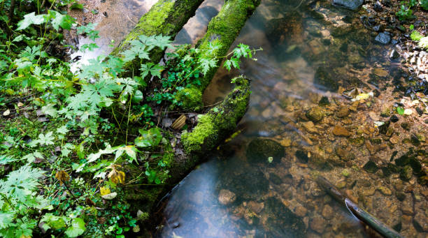The mossy wooden bridge in the forest river
