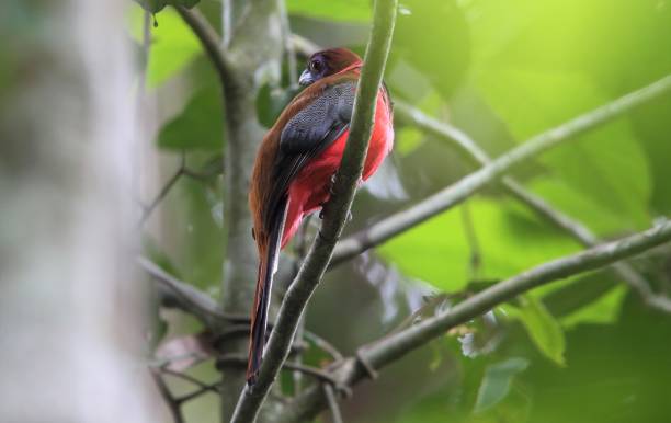 istock Diard's Trogon (Harpactes diardii ) in Borneo, Malaysia 1005161022