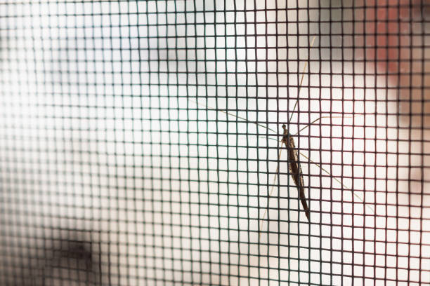 istock mosquito net wire screen on house window protection against insect 1005170594