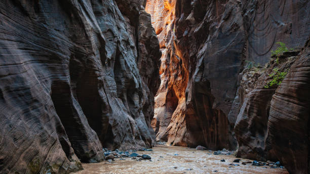 wall street, zion narrows in der abenddämmerung - zion narrows stock-fotos und bilder