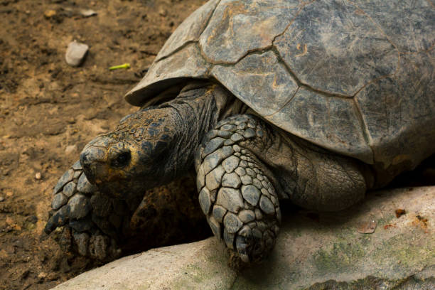 istock Geochelone sulcata in zoo 1005171006