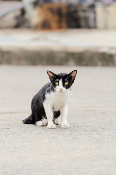 istock Little kitten is looking something in the morning 1005171388