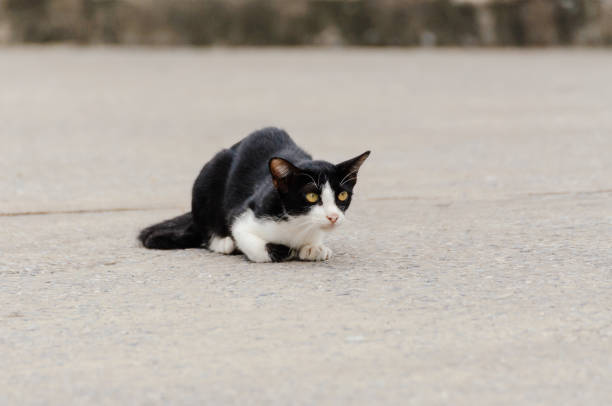 istock Little kitten is looking something in the morning 1005171390