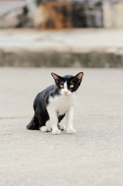 istock Little kitten is looking something in the morning 1005171392