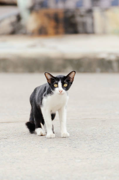 istock Little kitten is looking something in the morning 1005171402
