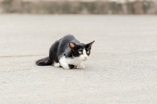 istock Little kitten is looking something in the morning 1005173026