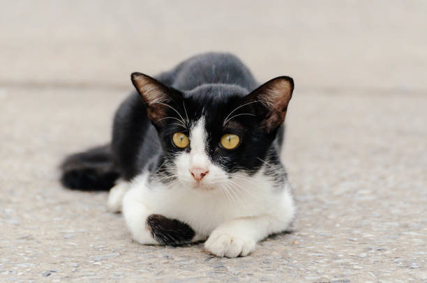 istock Little kitten is looking something in the morning 1005173224