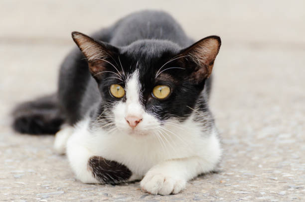 istock Little kitten is looking something in the morning 1005173436