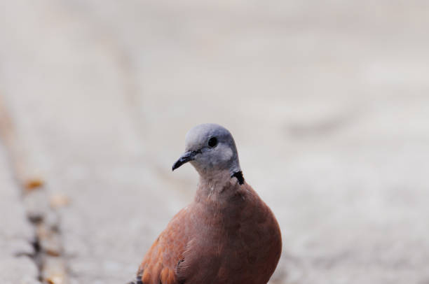 istock Red Turtle-dove is looking something to eat 1005173460