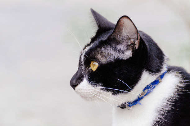 istock Black and white striped cat is looking something , cat 1005173468