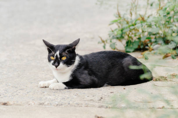 istock Black and white striped cat is looking something , cat 1005173492