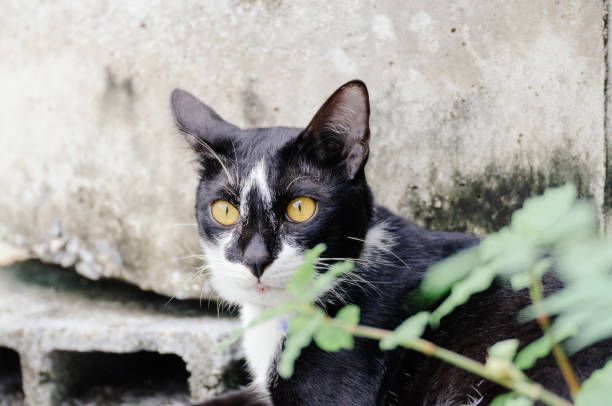 istock Black and white striped cat is looking something , cat 1005173538