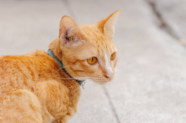 istock Orange cat is looking something in the morning 1005173552