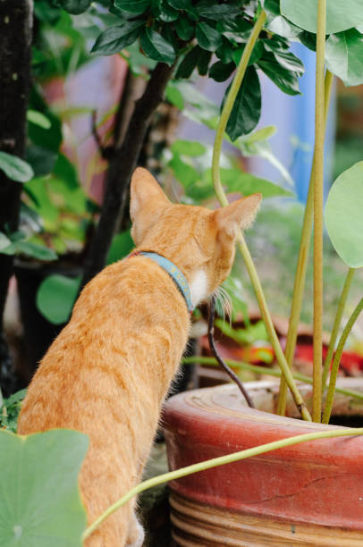 istock Orange cat is walking to tub to drinks water 1005173568