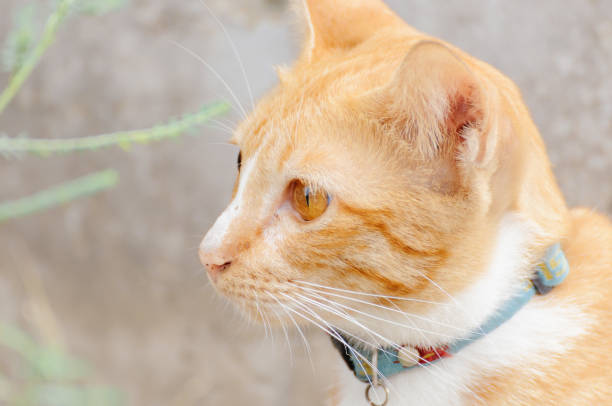 istock Orange cat is looking something in the morning 1005173756