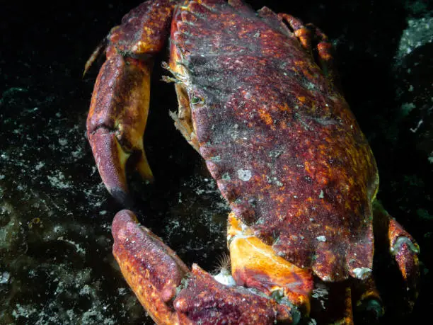 An adult Red Rock Crab photographed in southern British Columbia.