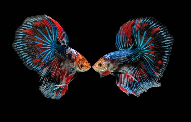 istock Fighting fish, beautiful fish, beautiful color fighting fish Siam, black background. 1005176740