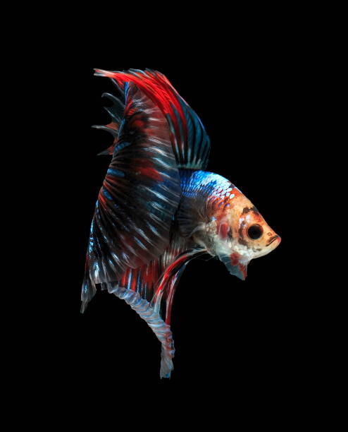 istock Fighting fish, beautiful fish, beautiful color fighting fish Siam, black background. 1005176776