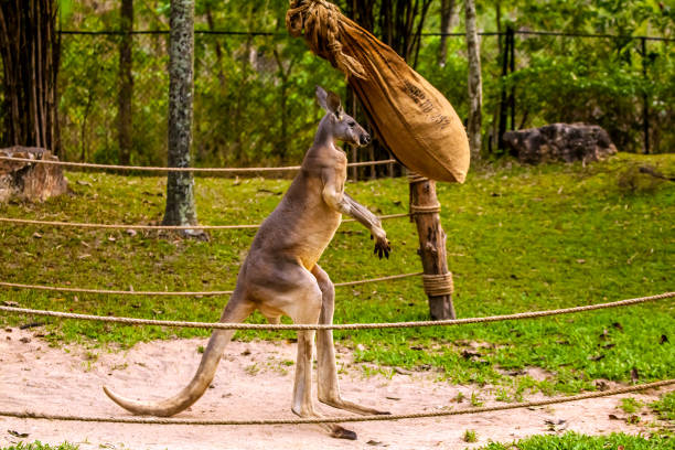 Kangaroo boxing. Kangaroo The kangaroo have large, powerful hind legs, large feet adapted for leaping, a long muscular tail for balance, and a small head kangaroos fighting stock pictures, royalty-free photos & images
