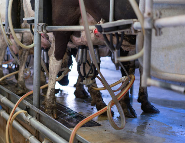 istock Dairy farm milking room 1005193588