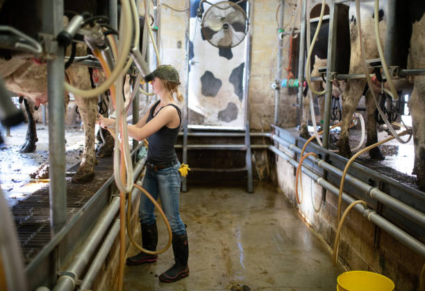 istock Girl with calf in a dairy farm 1005193594
