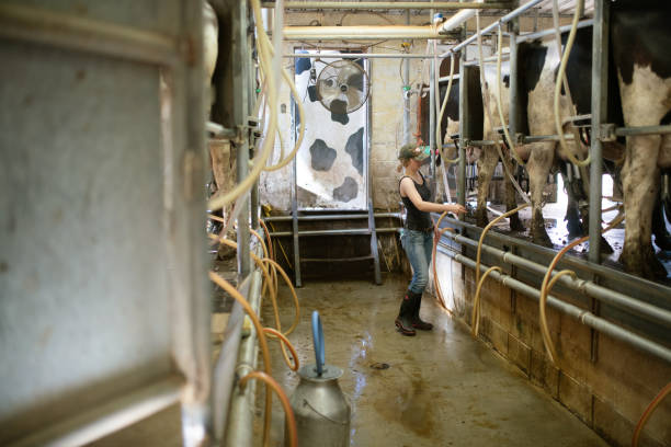 istock Girl working in a dairy farm milking room 1005193630