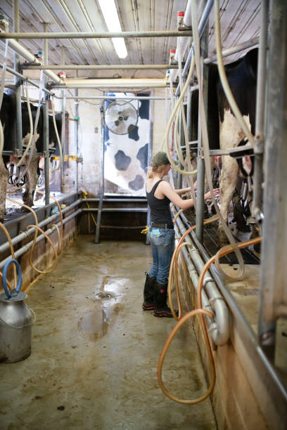 istock Girl working in a dairy farm milking room 1005193646