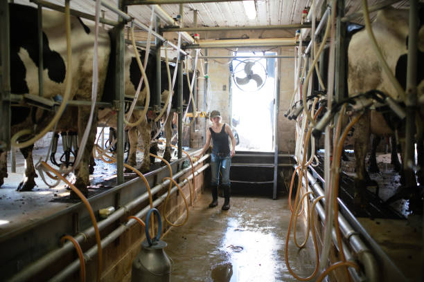 istock Girl working in a dairy farm milking room 1005193654