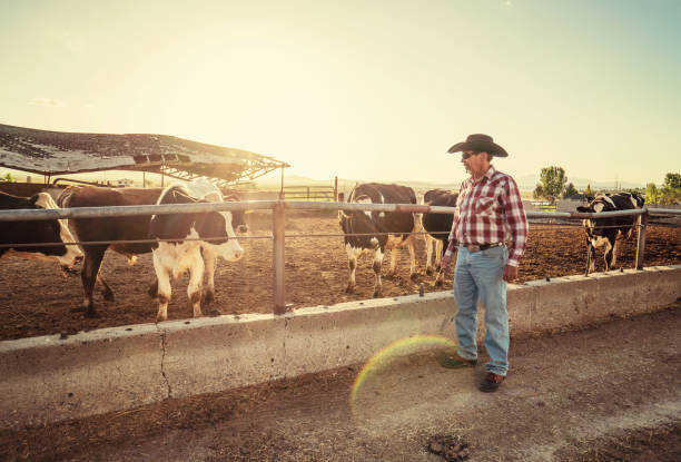 istock Rancher with cattle in a dairy farm 1005193780