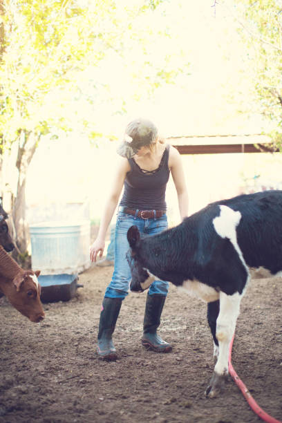 istock Girl with calf in a dairy farm 1005193782
