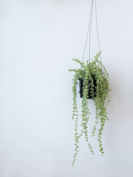 Hanging pots with creepers on white walls. stock photo