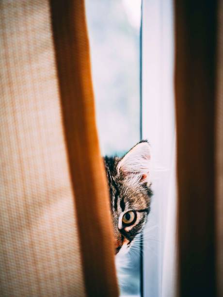 istock Cat sitting in the balcony 1005213974