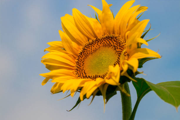 istock blooming sunflowers on a background  blue sky 1005214144