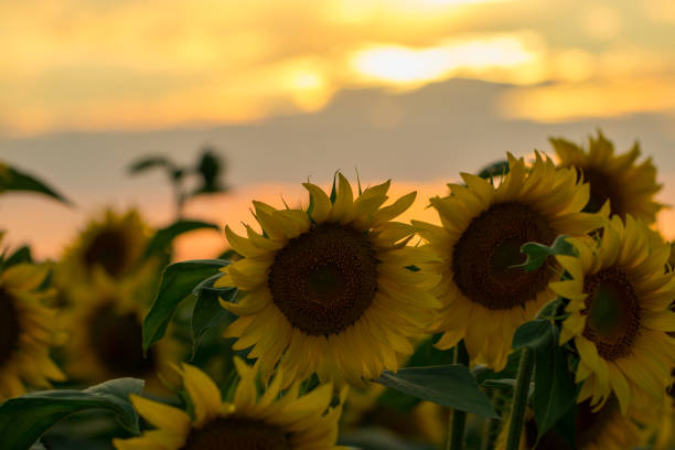 istock field of blooming sunflowers on a background sunset 1005214186