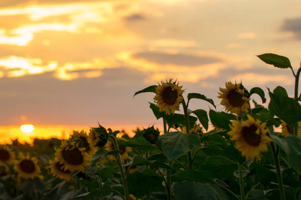 istock field of blooming sunflowers on a background sunset 1005214246