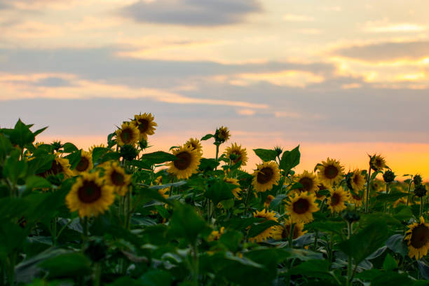 istock field of blooming sunflowers on a background sunset 1005214256