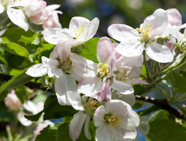 istock flowers of apple-tree 1005216690
