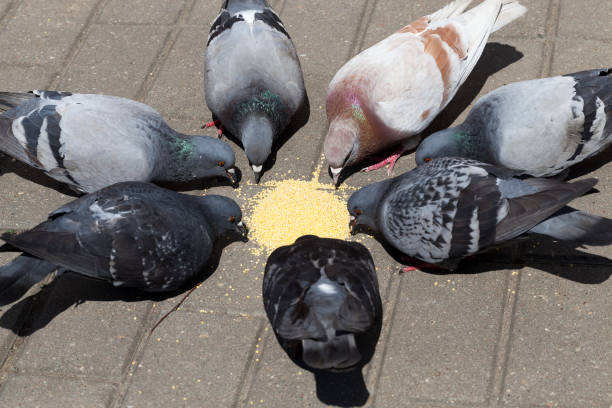 standing in a circle of pigeons who eat yellow pear on the road, feeding birds in the park