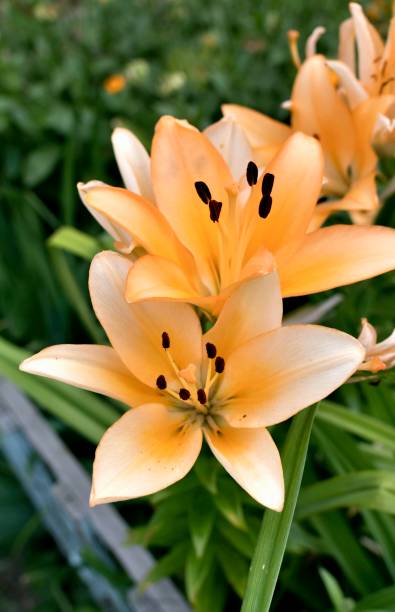 istock beautiful flower cream Lily, soft focus 1005216928