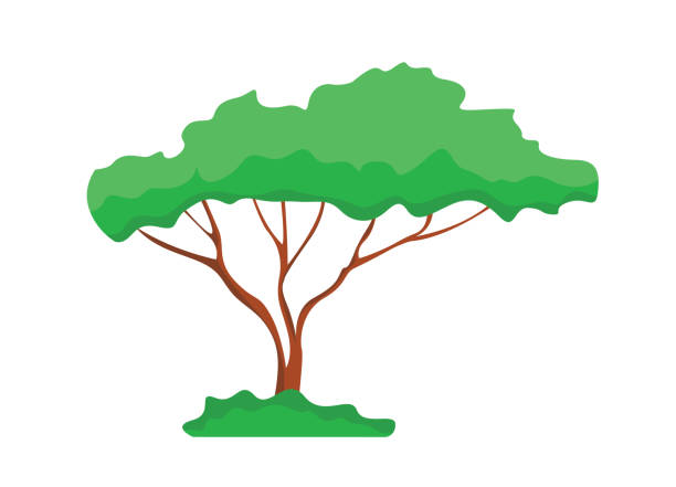 ilustraciones, imágenes clip art, dibujos animados e iconos de stock de elegante árbol aislado sobre fondo blanco. ilustración de vector. - grass branch wealth forest