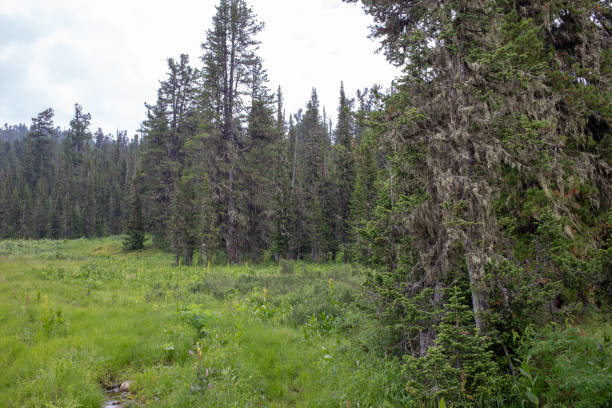istock Taiga forest in mountains Western Sayan, Siberia 1005220018