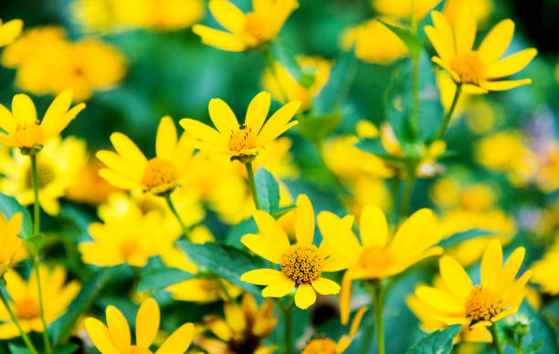 A field of yellow daisy flowers