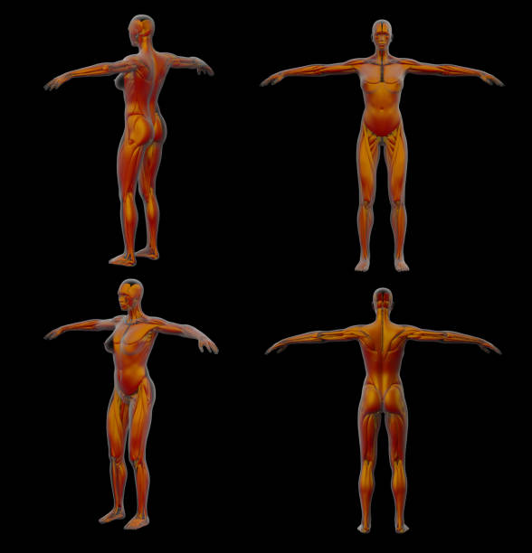 istock 3d rendering illustration of muscle 1005227532