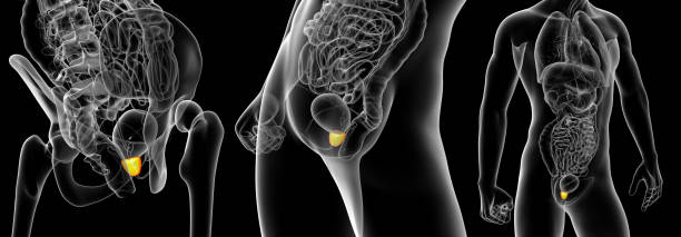 illustration de rendu 3d de la prostate - prostate gland photos et images de collection