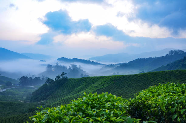 istock Beautiful scenery at tea farm during sunrise 1005234790