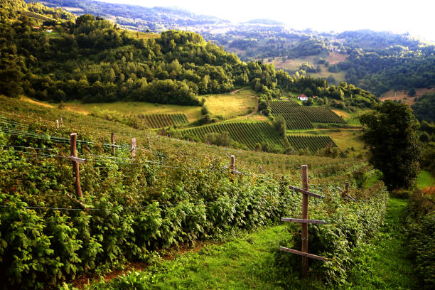 Field of Organic Raspberry Plants Growing