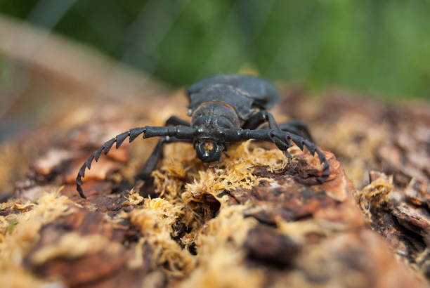 istock A large black beetle of barbel (Prionus coriarius) 1005243338