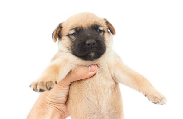 istock hand holding cute puppy or baby dog 1005249028
